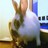 Dieren Konijnen Icon plaatjes 