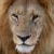 Dieren Leeuwen Icon plaatjes 