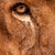Dieren Leeuwen Icon plaatjes 