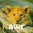 Dieren Leeuwen Icon plaatjes 