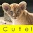 Dieren Leeuwen Icon plaatjes 