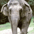Dieren Icon plaatjes Olifant 