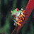 Dieren Icon plaatjes Olifant 