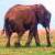 Dieren Icon plaatjes Olifant 