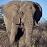 Dieren Icon plaatjes Olifant 