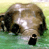 Dieren Icon plaatjes Olifant 