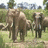 Dieren Icon plaatjes Olifant 