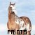 Dieren Paarden Icon plaatjes 