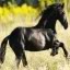 Dieren Paarden Icon plaatjes 