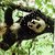 Dieren Panda Icon plaatjes 