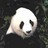 Dieren Panda Icon plaatjes 