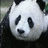 Dieren Panda Icon plaatjes 