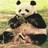 Dieren Panda Icon plaatjes 