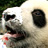 Dieren Panda Icon plaatjes 