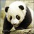 Dieren Panda Icon plaatjes 