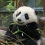 Dieren Panda Icon plaatjes 