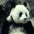 Dieren Panda Icon plaatjes 