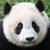 Dieren Panda Icon plaatjes 