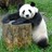 Dieren Panda Icon plaatjes 