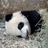 Dieren Panda Icon plaatjes 