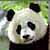 Dieren Panda Icon plaatjes 