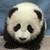 Dieren Panda Icon plaatjes 