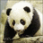Dieren Panda Icon plaatjes 