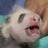 Dieren Panda Icon plaatjes 