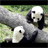 Dieren Panda Icon plaatjes 