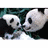 Dieren Panda Icon plaatjes Pandaberen