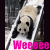 Dieren Panda Icon plaatjes 