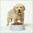 Dieren Puppy Icon plaatjes 