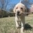 Dieren Puppy Icon plaatjes 