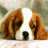 Dieren Puppy Icon plaatjes 