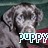 Dieren Puppy Icon plaatjes 