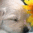 Dieren Puppy Icon plaatjes 