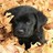 Dieren Puppy Icon plaatjes 