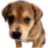 Dieren Puppy Icon plaatjes 