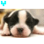 Dieren Puppy Icon plaatjes 