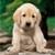 Dieren Puppy Icon plaatjes 