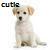 Dieren Puppy Icon plaatjes 