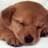 Dieren Puppy Icon plaatjes 