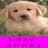 Dieren Puppy Icon plaatjes 