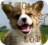 Dieren Puppy Icon plaatjes 