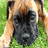 Dieren Puppy Icon plaatjes 