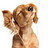 Dieren Puppy Icon plaatjes 