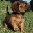 Dieren Puppy Icon plaatjes 