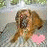 Dieren Puppy Icon plaatjes 