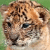 Dieren Tijgers Icon plaatjes 