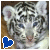 Dieren Tijgers Icon plaatjes 